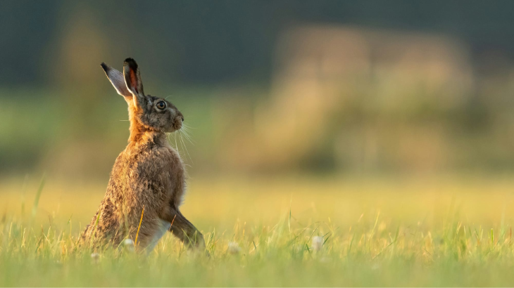 Understanding the Biodiversity Crisis